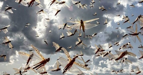 Οι «πληγές του Φαραώ» στην Θράκη!